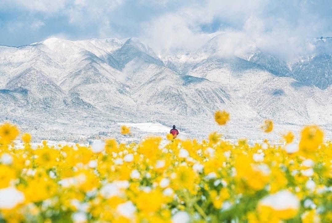 Cánh đồng hoa cải dầu tại Công viên Daiichi Nagisa (Shiga, Nhật Bản) – Điểm ngắm hoa mùa xuân nổi bật gần hồ Biwa