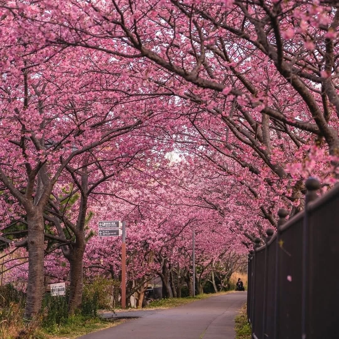 Hoa anh đào sớm Kawazu 2026 – Điểm ngắm sakura nở sớm tại Nhật Bản