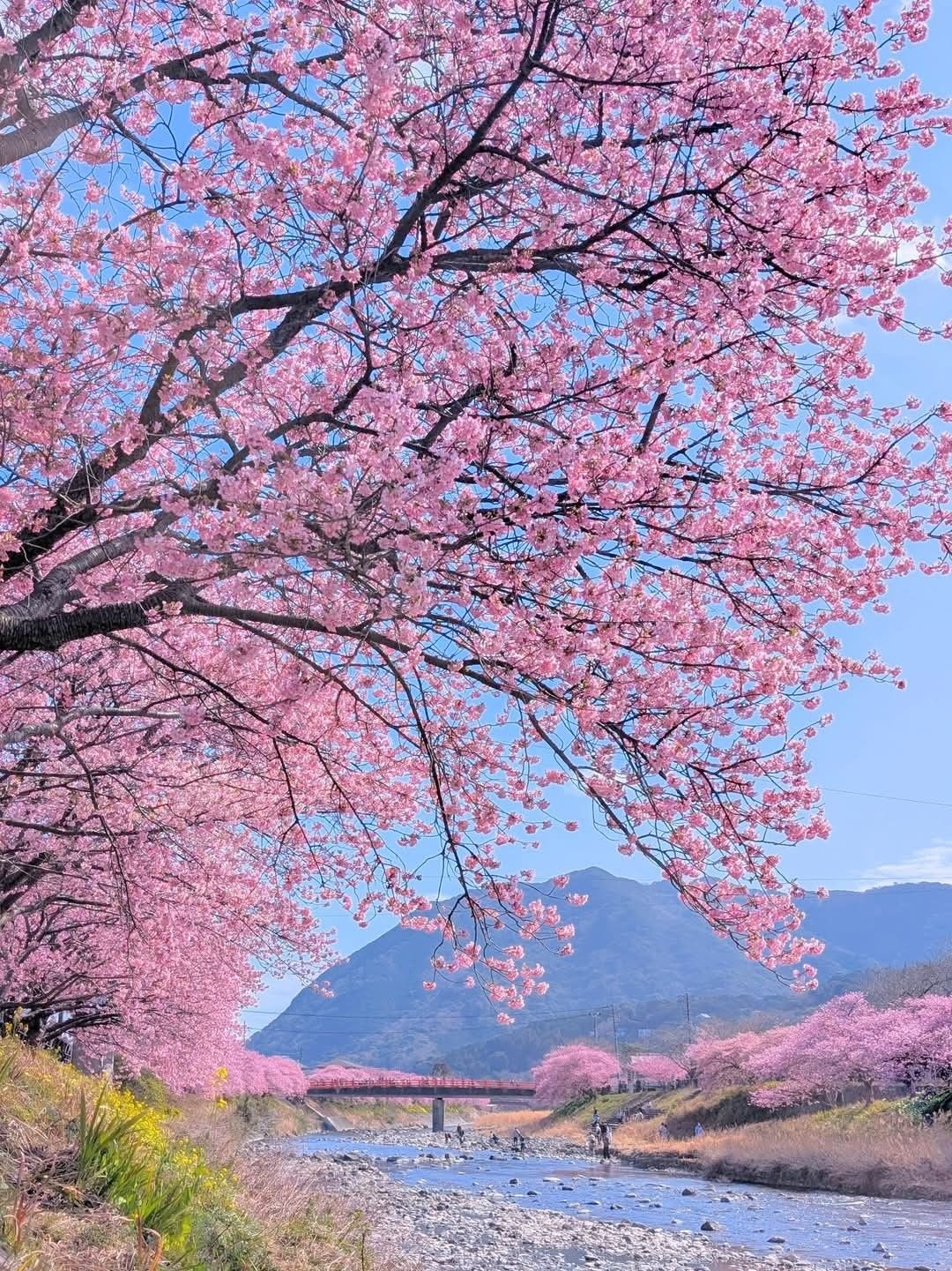 Mini Tour Ngắm Hoa Anh Đào Sớm Kawazu & Hakone – Đi Về Trong Ngày Từ Tokyo