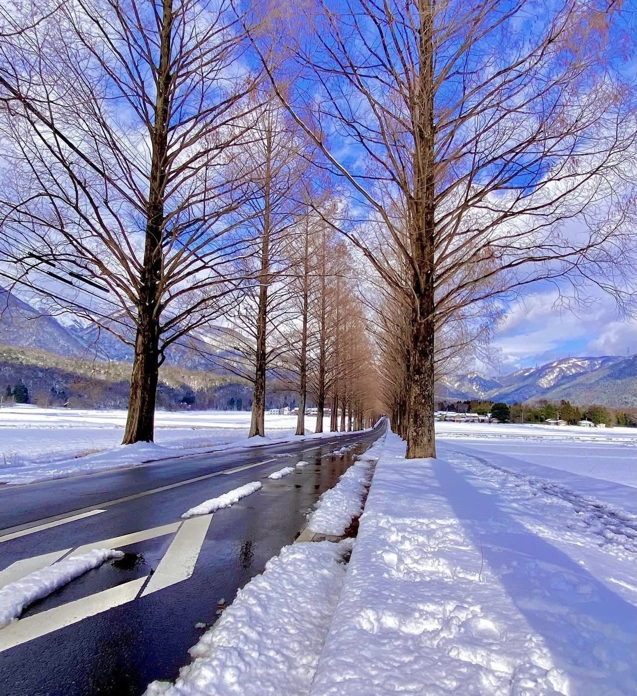 Mùa đông ở Metasequoia Namiki (Shiga) – vẻ đẹp tĩnh lặng rất Nhật Bản