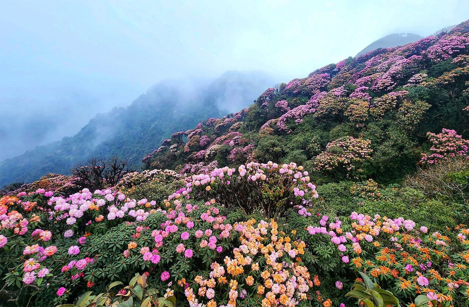 Pu Ta Leng – Cung trekking đẹp nhất tháng 3 ở Việt Nam