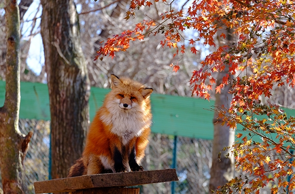 TOUR GINZA OSEN 2N1Đ