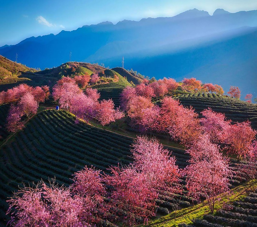 Vietnam in spring